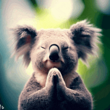 Koala Bear Namaste GIF - Koala Bear Namaste Ai GIFs