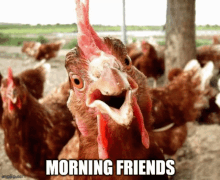 Rooster Roosters GIF