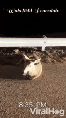 wakefield peacedale viralhog deer on the road get up stand up