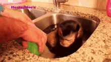 Taking A Bath Monkey Meela GIF - Taking A Bath Monkey Meela Monkeyboo GIFs