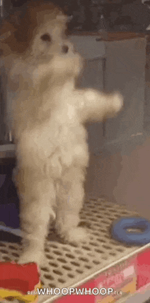 a puppy is standing on its hind legs on a shelf and looking at the camera .