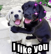a black and white dog hugging each other with the words " i like you " above them