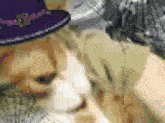 a person wearing a purple hat is petting a cat .