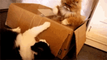 Cats Boxes GIF - Cats Boxes Catfight GIFs
