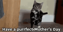 Happy Mothers Day Cat GIF - Happy Mothers Day Cat Kitten GIFs