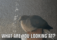 a pigeon sitting on a wooden post with the words " what are you looking at " above it