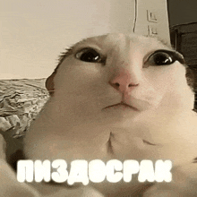 a close up of a cat 's face with the words " пиздосрак " written on the bottom