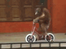 Funny Animals Simio GIF - Funny Animals Simio Bicicleta GIFs
