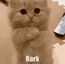 Rark Dark GIF