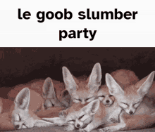 Fennec Fox Le Goob GIF - Fennec Fox Le Goob Sleepover GIFs