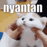 Nyantan Cat GIF - Nyantan Cat Meow GIFs