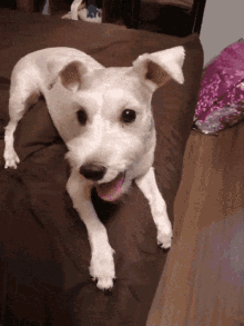 Popeye Dog GIF - Popeye Dog Pet GIFs