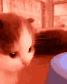 Kitty Confused GIF