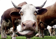 Cow Tongue GIF - Cow Tongue GIFs