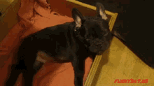 二度寝 GIF - Sleep Dog GIFs