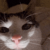 Plink Cat GIF - Plink Cat Luna GIFs