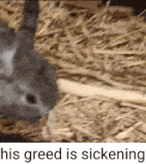 a rat is laying in a pile of hay with the words his greed is sickening above it