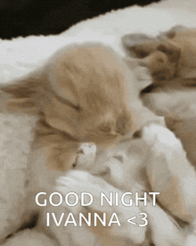 two kittens sleeping on a bed with the words good night ivana < 3