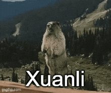 Xuanli Xuanli Beaver GIF - Xuanli Xuanli Beaver Xuanli Screaming Beaver GIFs