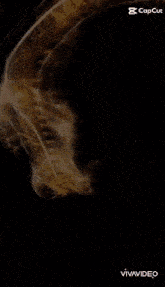 a video of a saxophone being played with the caption vivavideo