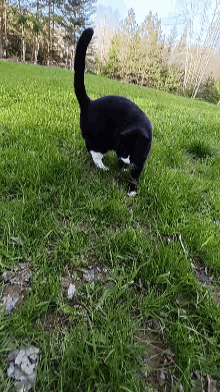 a black and white cat is playing in the grass