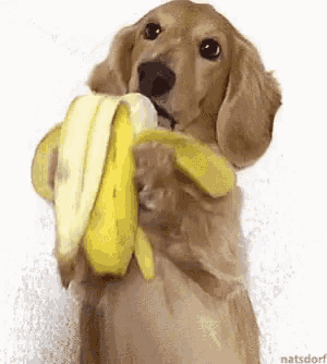 Dachshund store eating banana