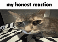 Cat My Honest Reaction GIF - Cat My Honest Reaction Lala GIFs