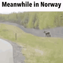 meanwhile norway moose discord funny