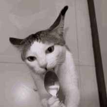 Philipicat Cat Licking GIF - Philipicat Cat Licking GIFs