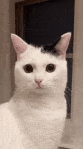 Jermbo Cat GIF - Jermbo Cat Silly Cat GIFs