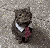 Cat Business GIF - Cat Business Formal GIFs