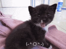Kitten Cat GIF - Kitten Cat Yawn GIFs