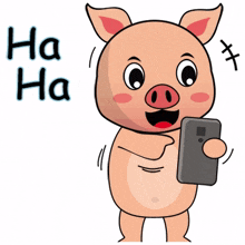 animal pig piggy cute haha