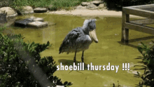 Shoebill Thursday GIF - Shoebill Thursday Shoebill Thursday GIFs