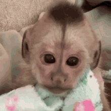 Honeycardi Monkey GIF - Honeycardi Monkey GIFs
