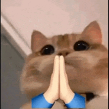 a cat is praying with its hands folded in front of it .