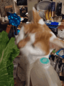 Cat Munch GIF - Cat Munch Lettuce GIFs