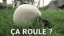 rolling panda playing