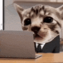 a cat is wearing a suit and tie and looking at a laptop .