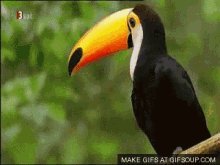 GIF