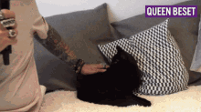 Why Do Cats Like To Be Petted GIF - Why Do Cats Like To Be Petted GIFs