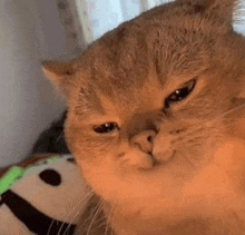 a close up of a cat making a funny face while looking at the camera .