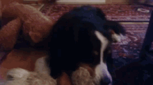 Baschi Dog GIF - Baschi Dog Animal GIFs