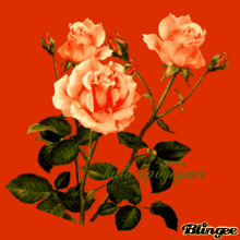 καλοαπογευμα Rose GIF - καλοαπογευμα Rose Good Afternoon GIFs