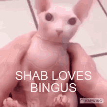 Shab Bingus GIF - Shab Bingus Shab Loves GIFs