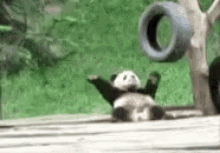 Work Out GIF - Panda Lazy Workout GIFs