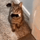 Cat Cat With Tie GIF