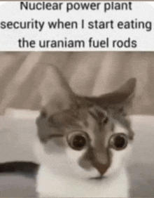 Cat Car Meme