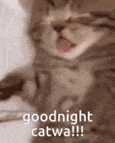 a kitten with its tongue out and the words goodnight catwa !!!