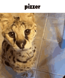 Pizzer Cat GIF - Pizzer Cat Serval GIFs